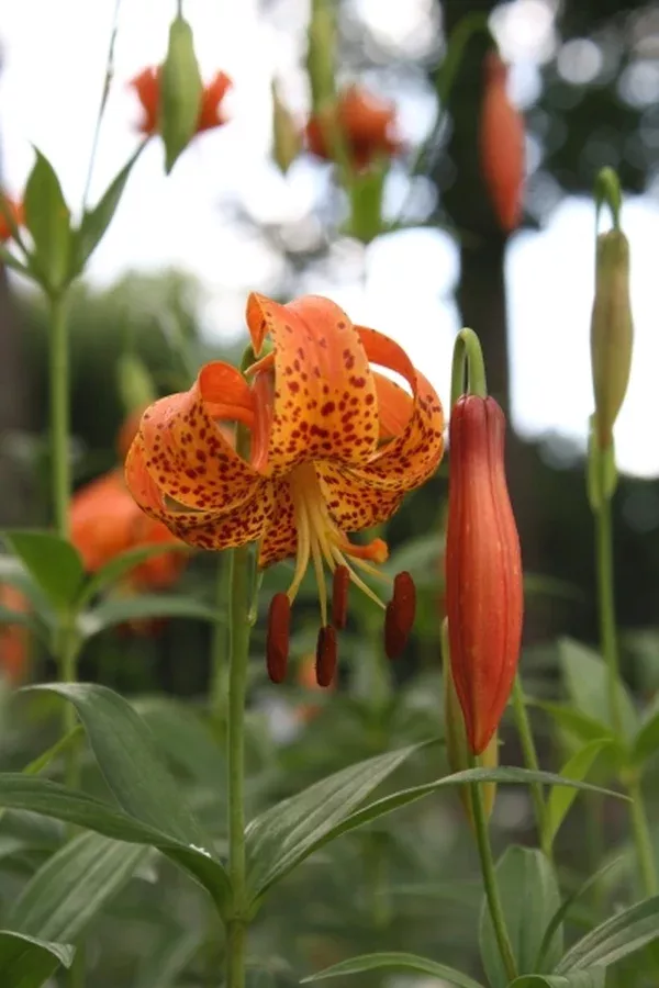 Lilium michiganense