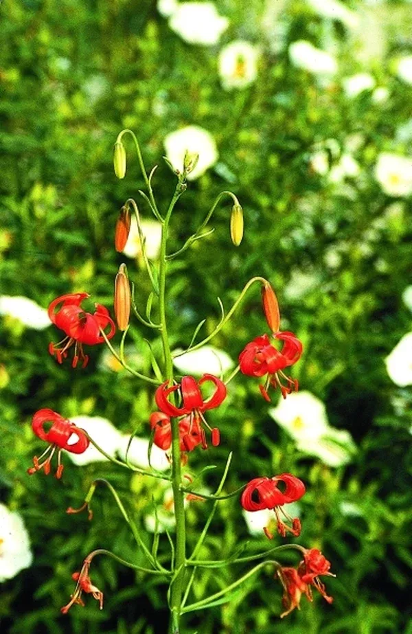 Lilium pumilum