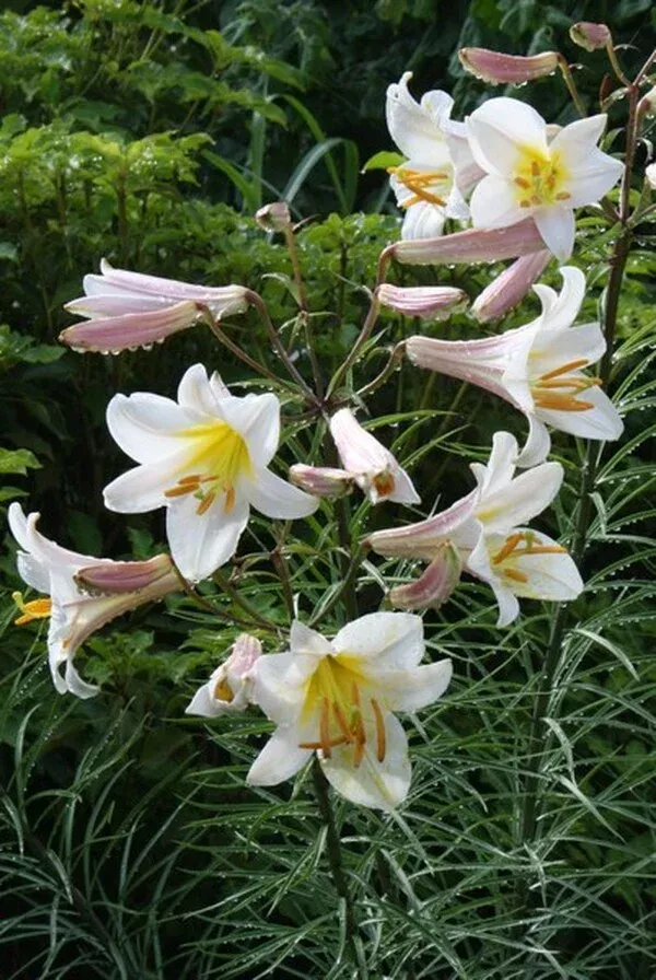 Lilium regale