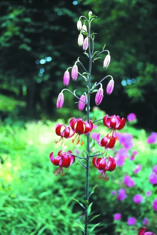 Lilium 'Sarcee'