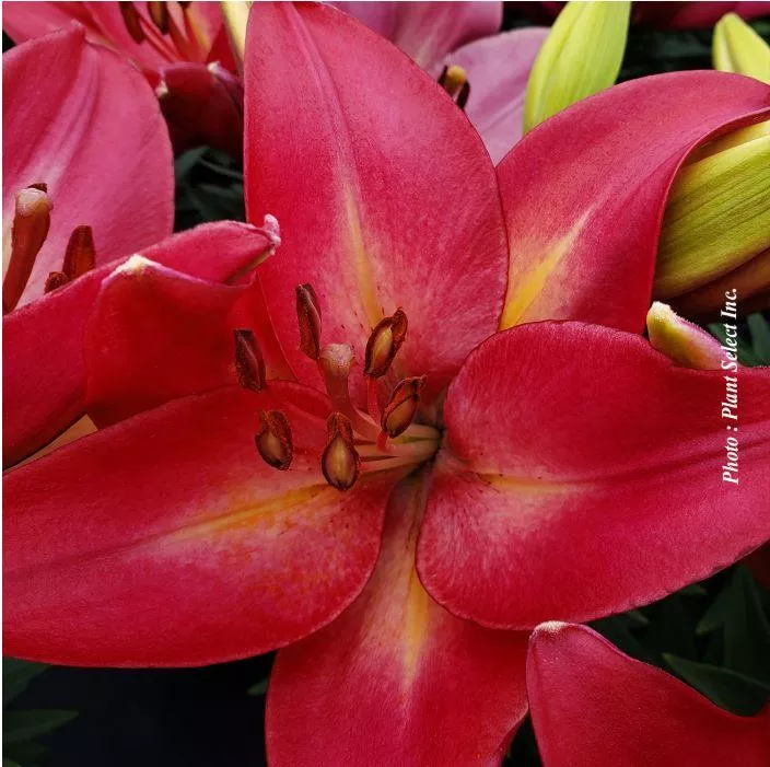 Lilium 'Summer Sky'