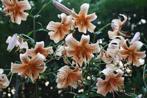 Lilium 'Tiger Babies'