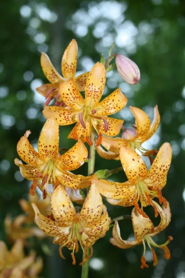 Lilium x marhan 'Mrs. R. O. Backhouse'