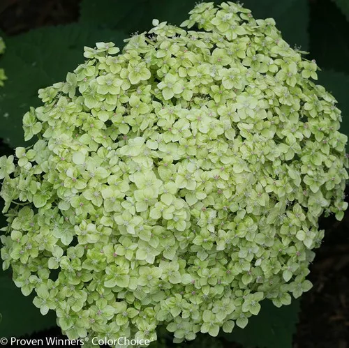 Lime Rickey Hydrangea