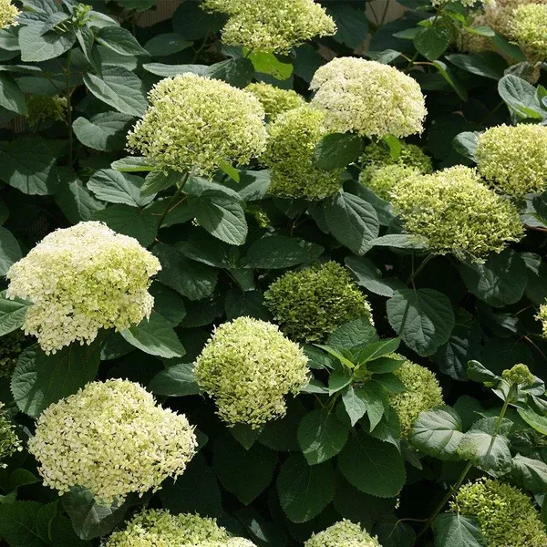 Lime Rickey Smooth Leaf Hydrangea