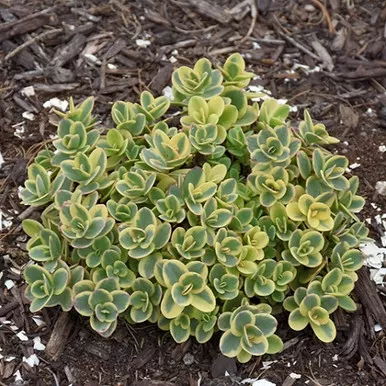 Lime Twister Sedum
