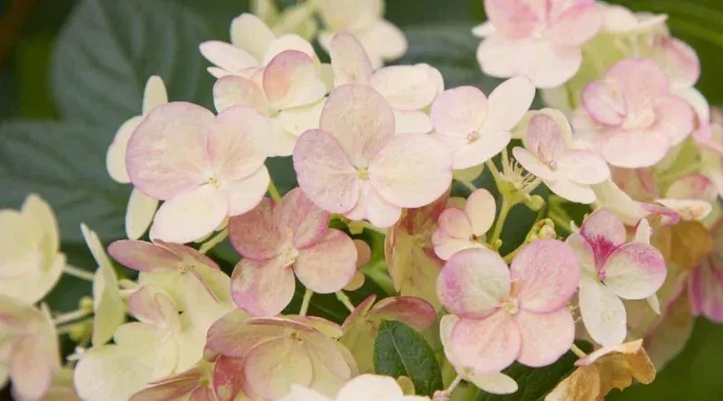Lime White Salmon Hydrangea Plant – Live Hydrangea Bush – 5-7 Inch Tall Potted Flower
