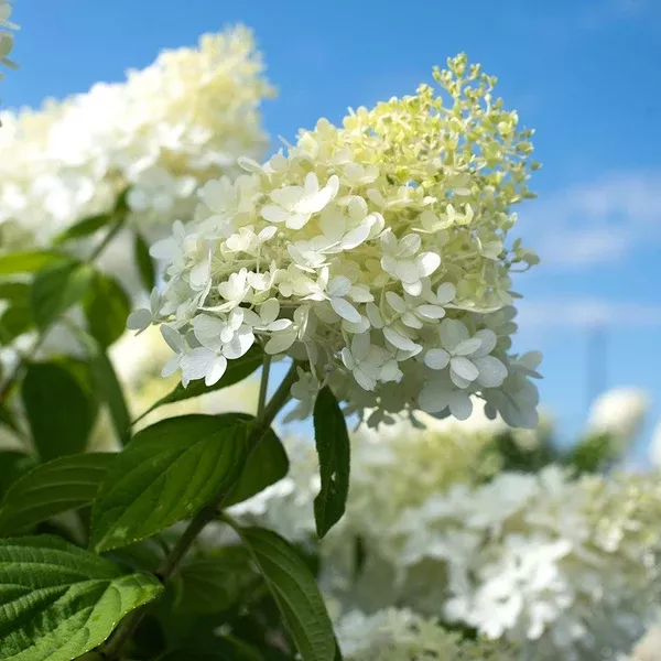 Limelight Panicle Hydrangea PW (Standard)