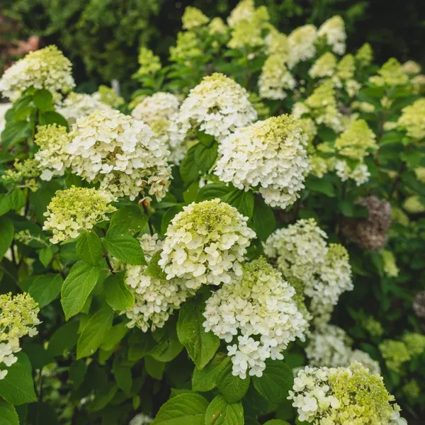Limelight Panicle Hydrangea