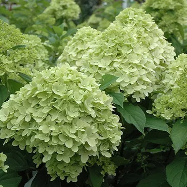 Limelight Prime Hydrangea Std Tree