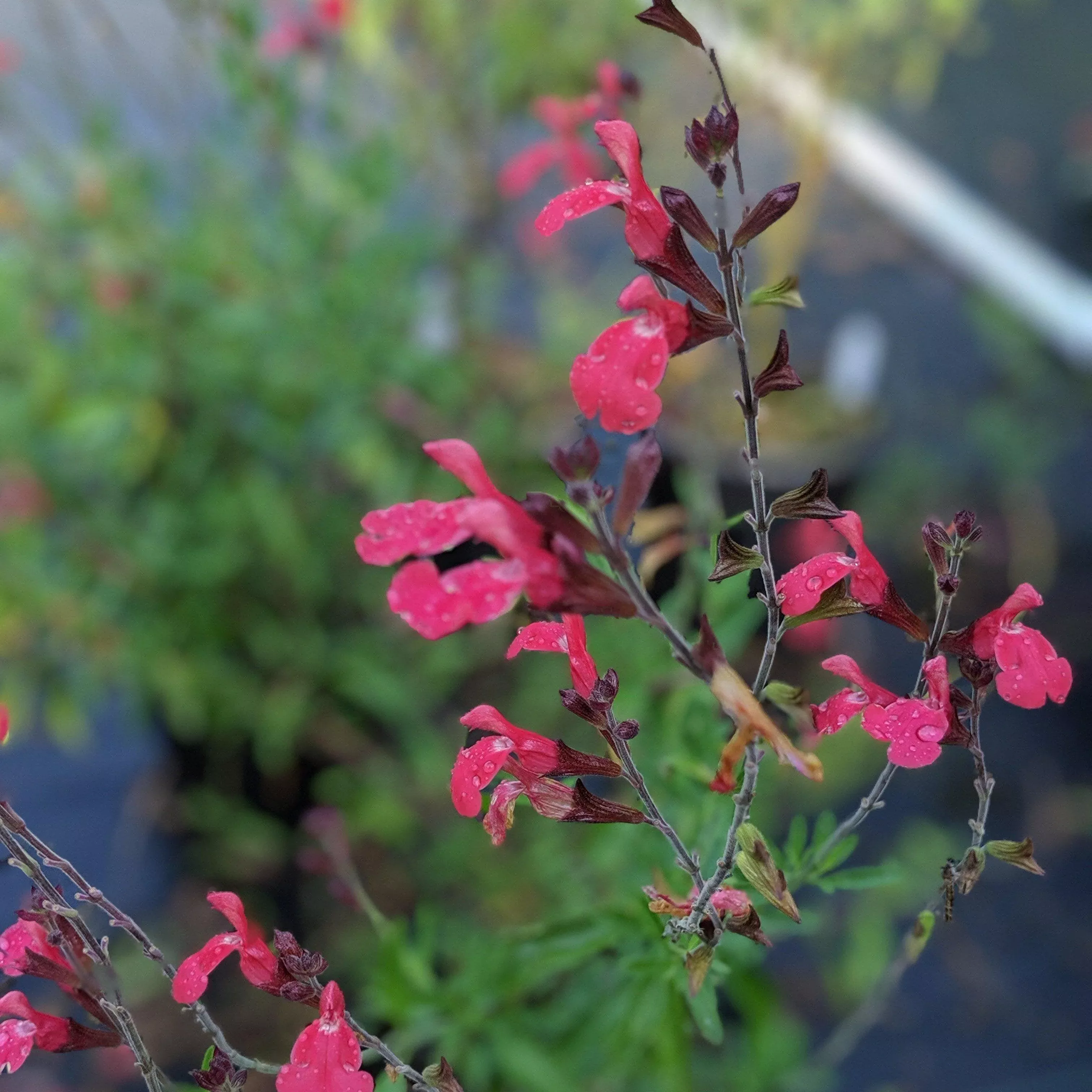 Lipstick Autumn Sage