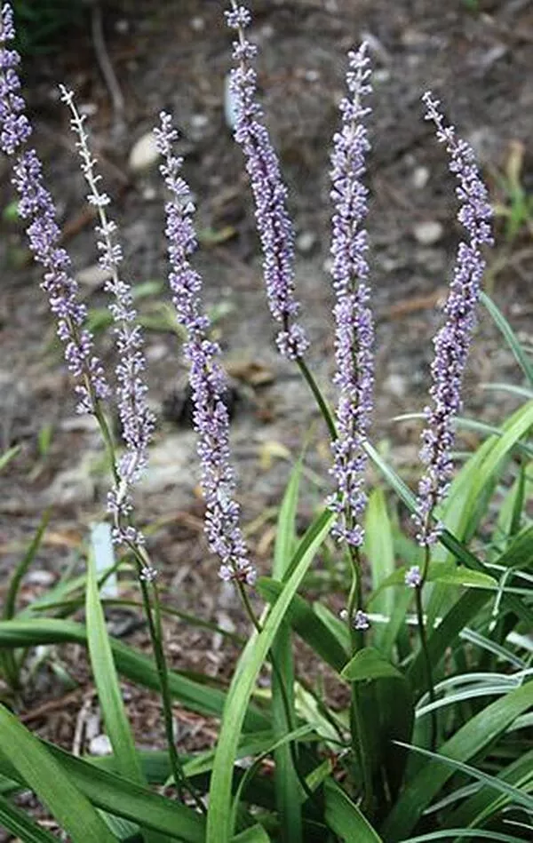 Liriope platyphylla 'Bingo'