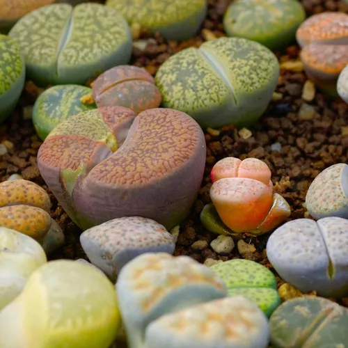 Lithop Living Rock Plant