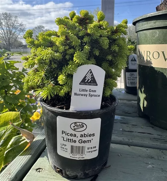Little Gem Norway Spruce