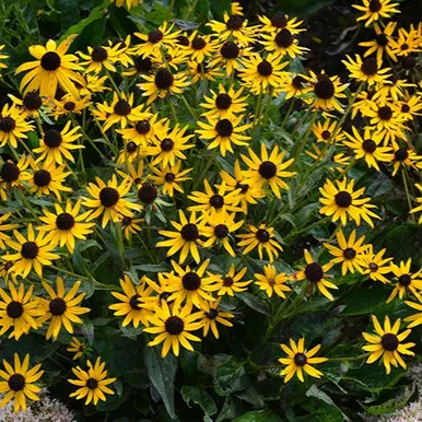 Little Goldstar Coneflower