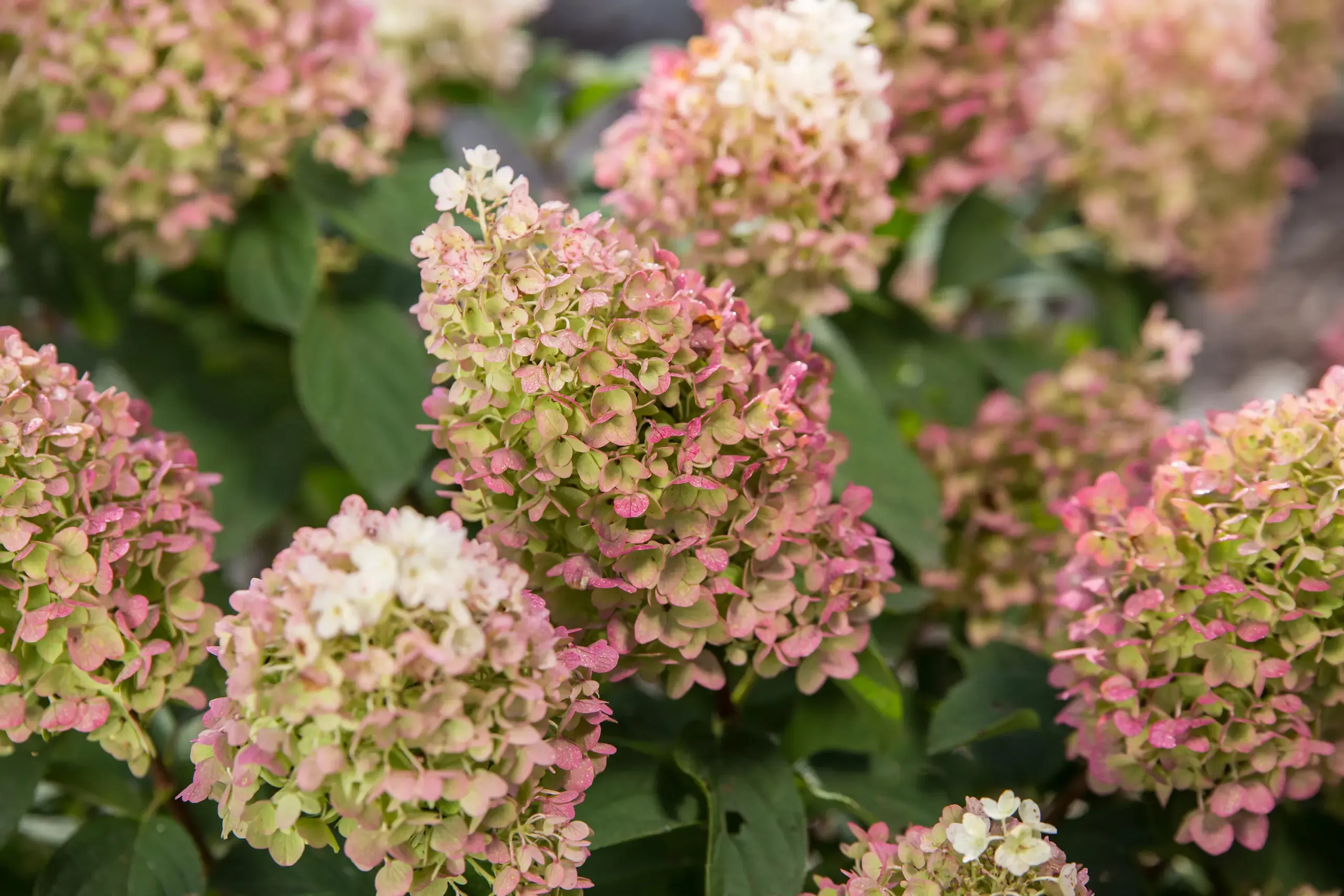 Little Hottie Panicle Hydrangea