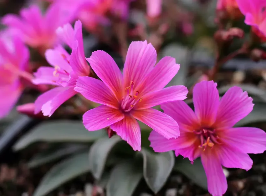 Little Raspberry Lewisia