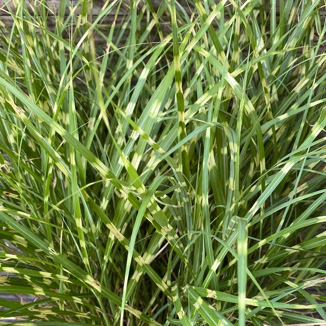 Little Zebra Maiden Grass