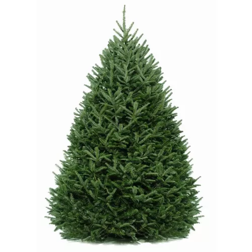 Live Cut Fraser Fir Christmas Tree
