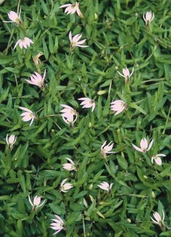 Lobelia chinensis