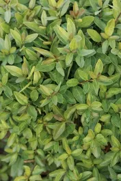 Lodense Privet
