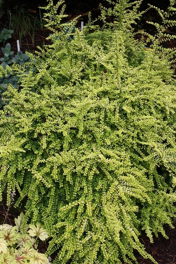 Lonicera nitida 'Twiggy'