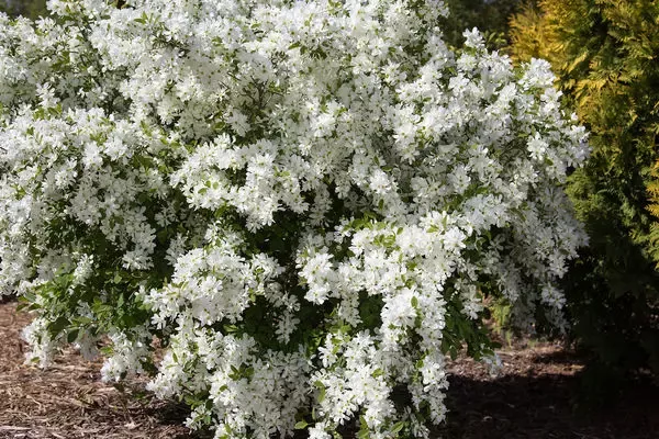 Lotus Moon Pearlbush