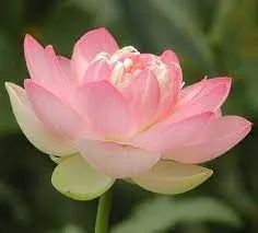 LOTUS - MRS. PERRY D. SLOCUM - BAREROOT