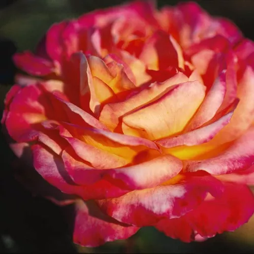 Love and Peace Rose