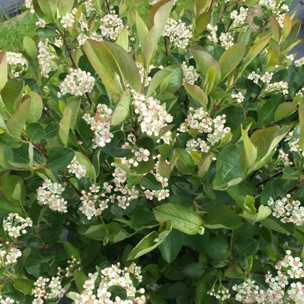 Low Scape Hedger Chokeberry Pw # 2 PW Cont