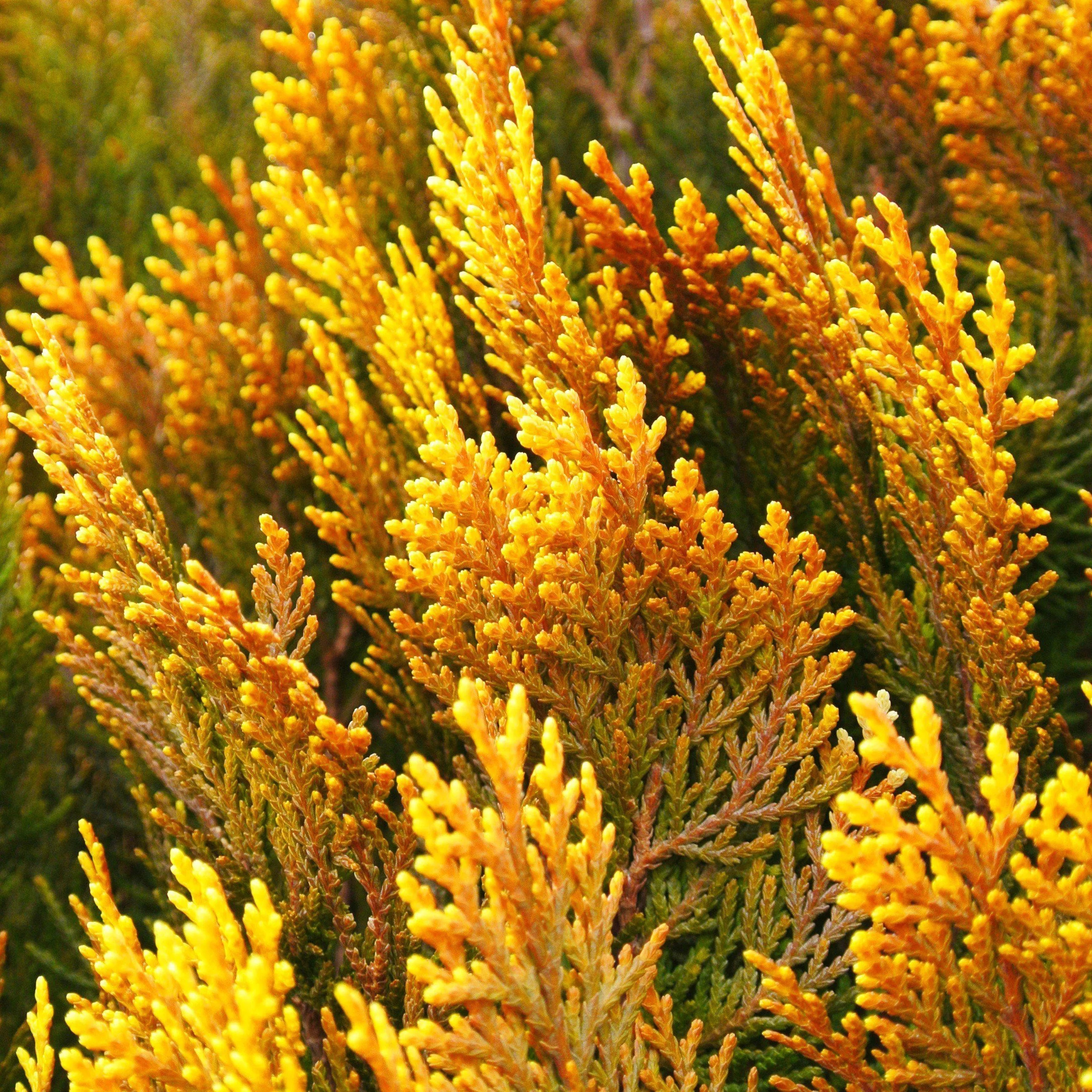 Lucas False Cypress