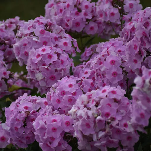 Luminary Opalescence Phlox