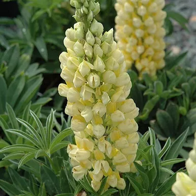 Lupine GALLERY Series