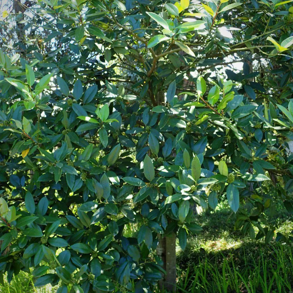 Lusterleaf Holly, Tarajo