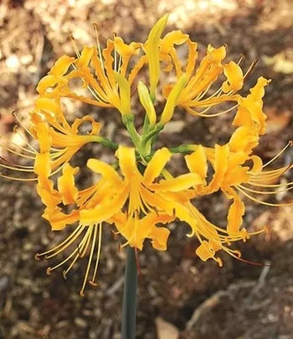 Lycoris aurea 'Guizhou'