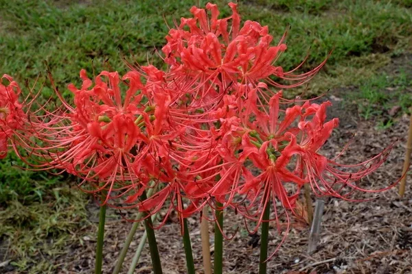 Lycoris radiata 'Louisiana Lately'