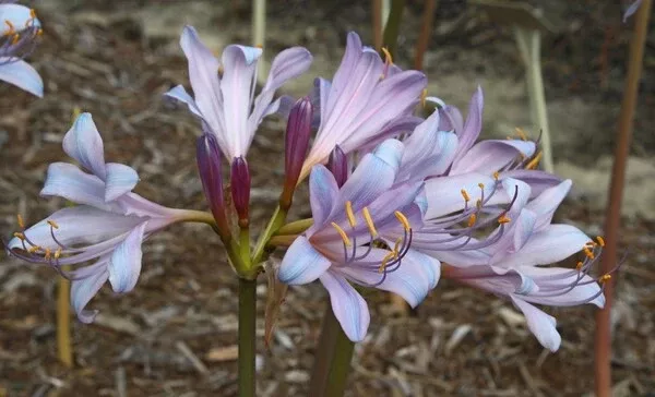 Lycoris x incarnata 'Blue Pearl'