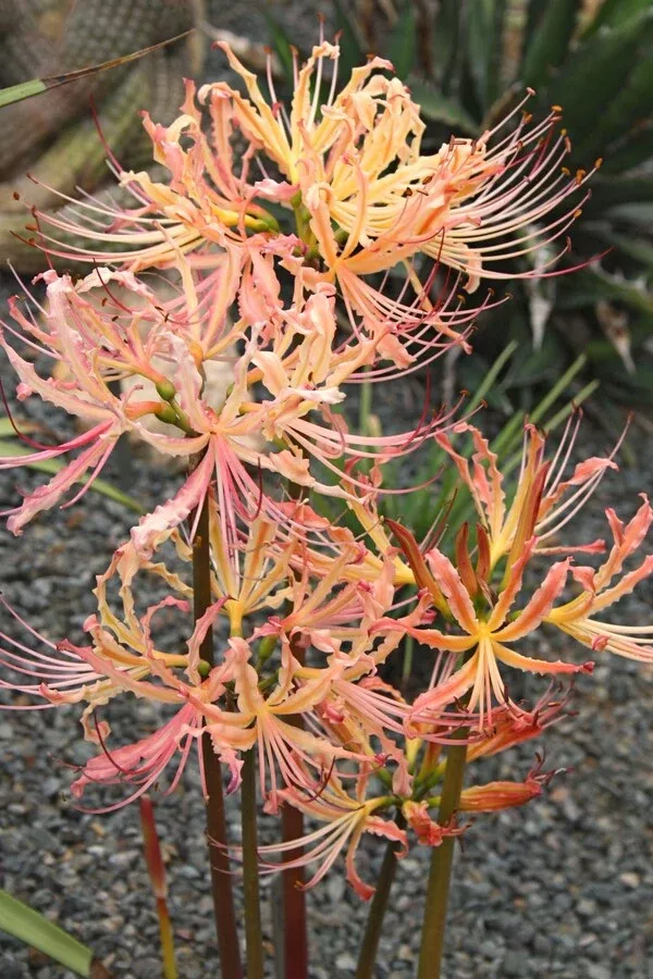 Lycoris x straminea 'Hill Beyond Hill'