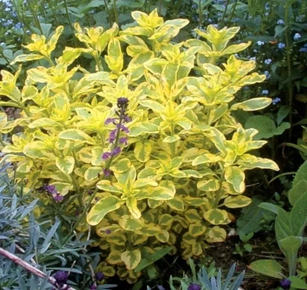 Lysimachia punctata 'Walgoldalex' PP 13,547