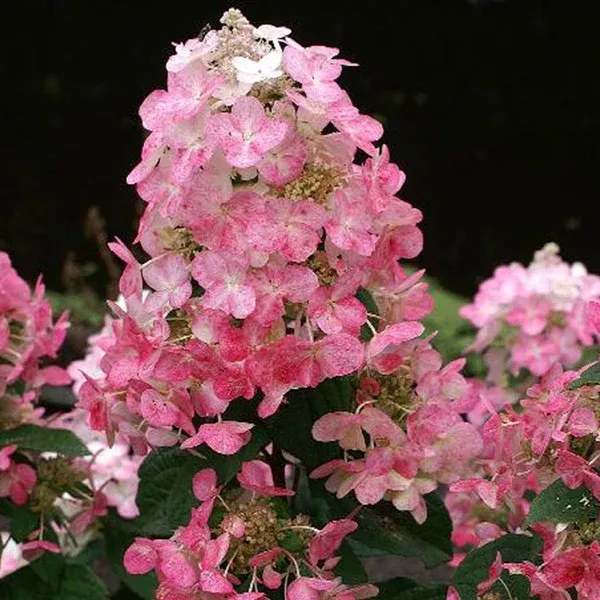 Magical Fire Panicle Hydrangea