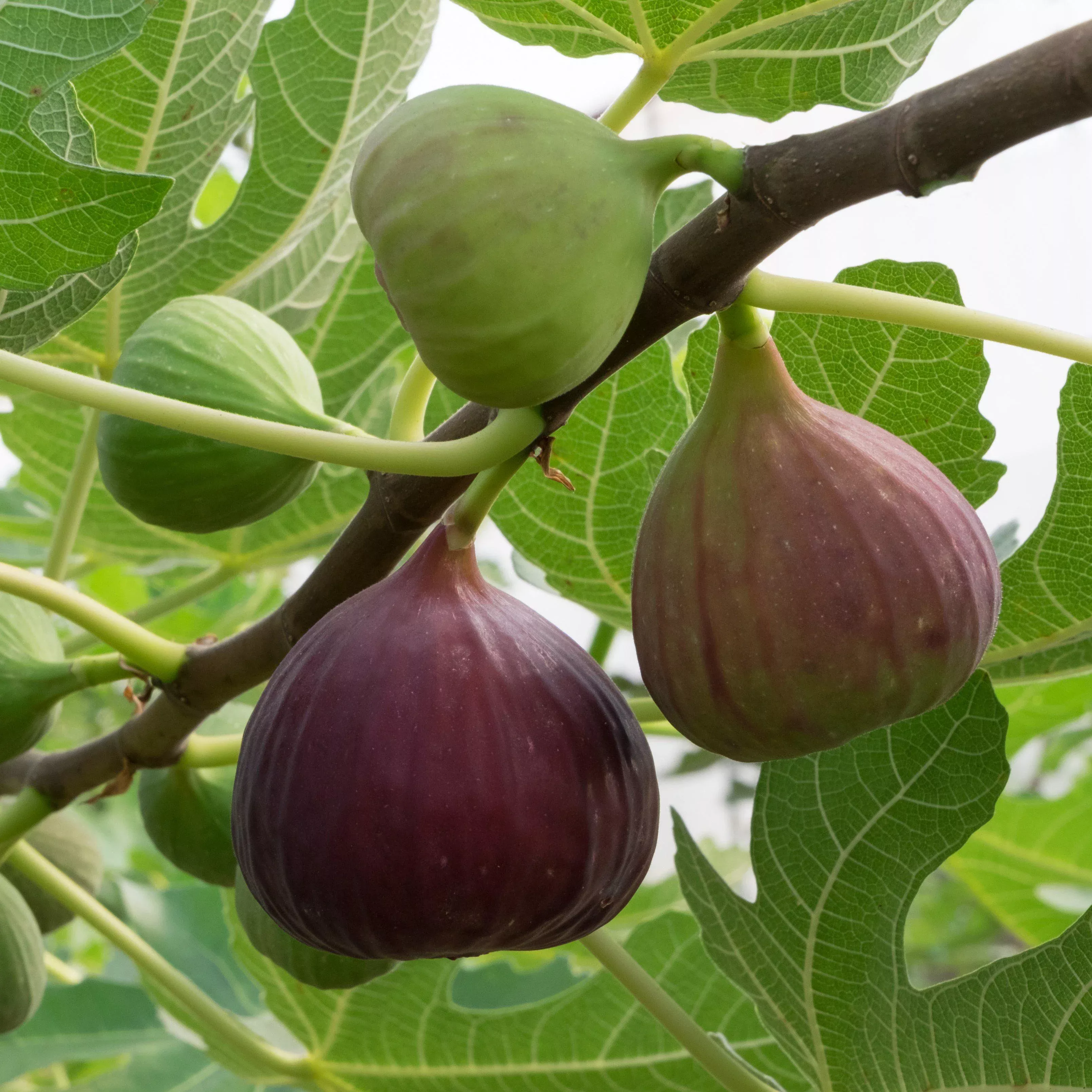 Magnolia Fig