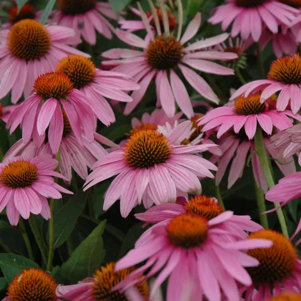 Magnus Coneflower# 2 CG