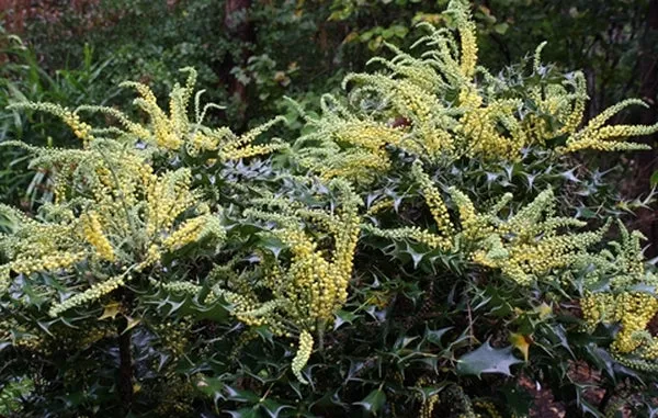 Mahonia fargesii