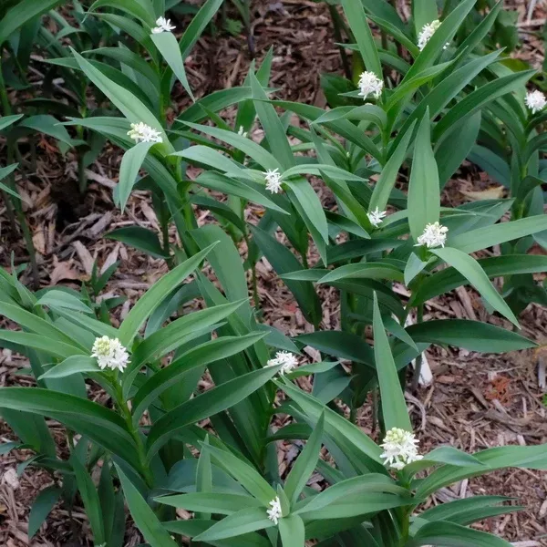 Maianthemum stellatum 'Blue Dune'