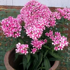 Maiden America™ Phlox