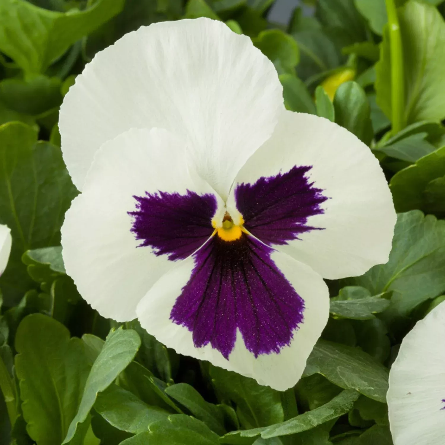 Majestic Giants II White with Blotch Pansy (Viola)