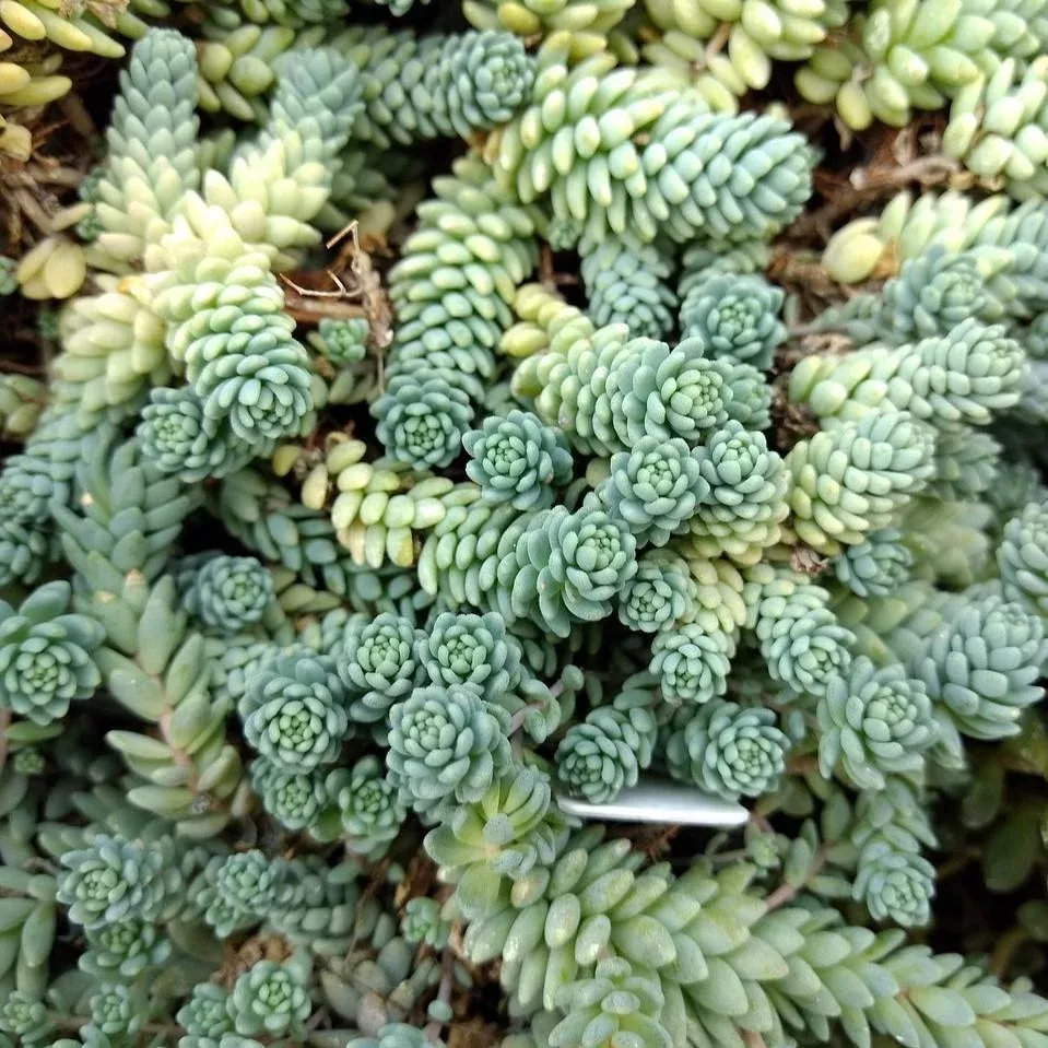 Major Corsican Stonecrop
