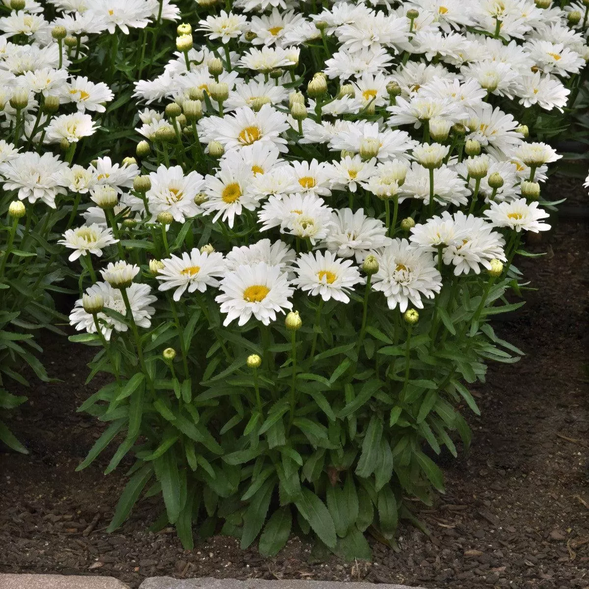 Make My Daisy™ Crazy Shasta Daisy