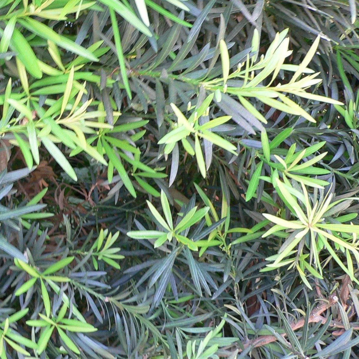 Maki Shrubby Yew Podocarpus