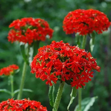 Maltese Cross